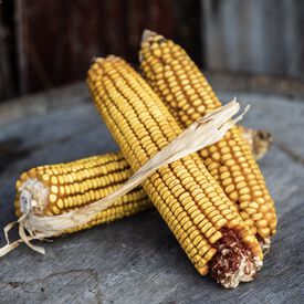 Dublin, Corn Seed